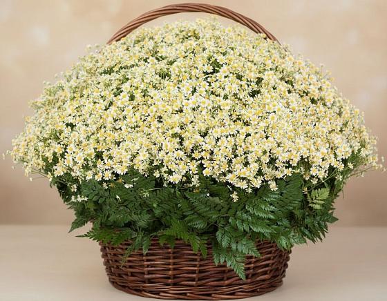 Цветочная композиция из Ромашки в корзине в Серафимовиче
